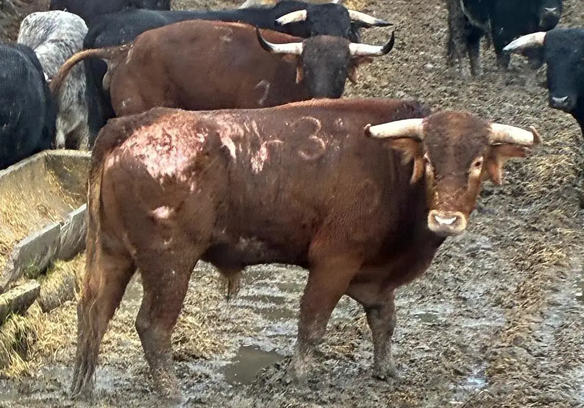 Toros bravos en el barro. Uno de ellos, con el n&uacute;mero 3 marcado, recuerda a Ana Romero.