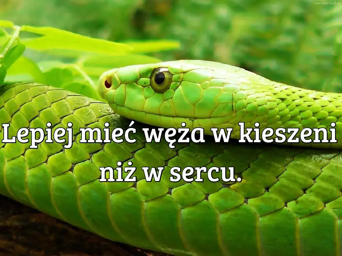 Zielony wąż, który może się znaleźć w kieszeni, jest lepszy niż ten w sercu.