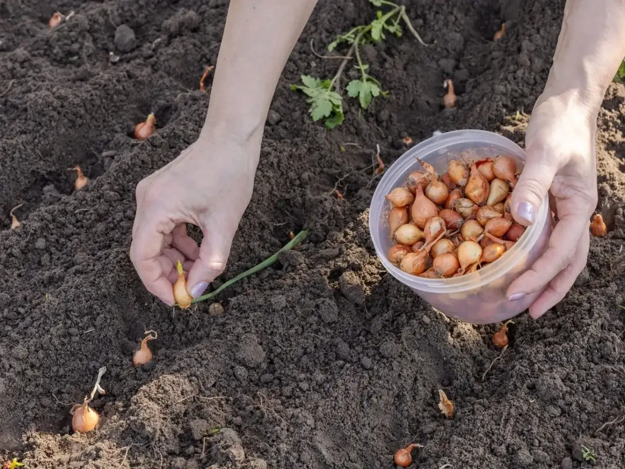 Ręka sadzi nasiona cebuli do ziemi. W plastikowym pojemniku widać więcej nasion cebuli.