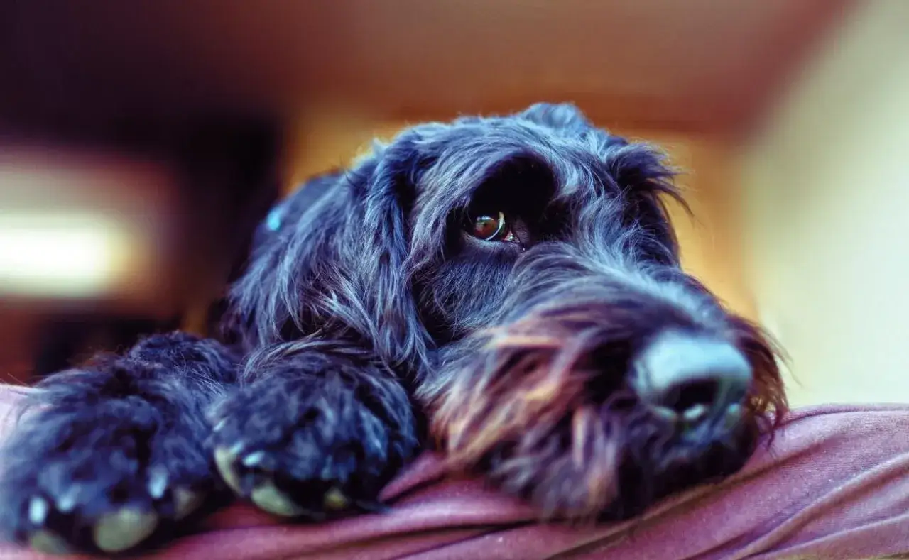 Ein schwarzer, zotteliger Hund liegt auf einem lila Kissen. Ein treuer Blick aus braunen Augen, ideal für Allergiker Hunde.