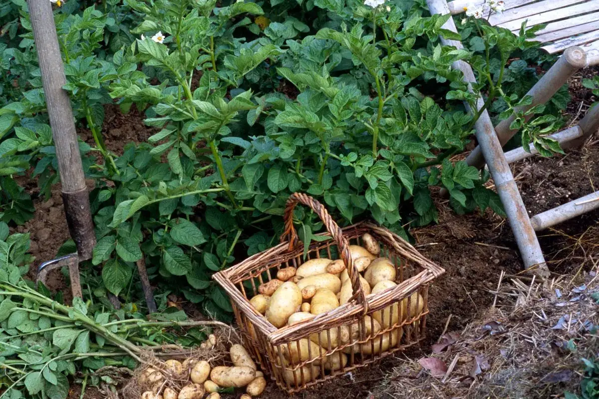 Panier rempli de pommes de terre fraîchement sorties de terre, prêt pour la récolte.