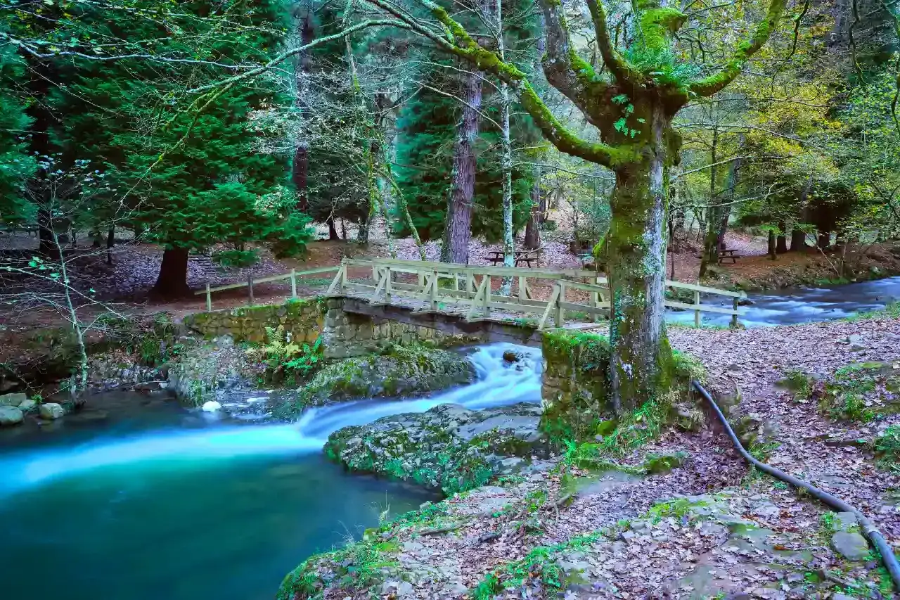 Un puente de madera cruza un r&iacute;o de aguas turquesas en un bosque frondoso. El camino del agua invita a la exploraci&oacute;n.