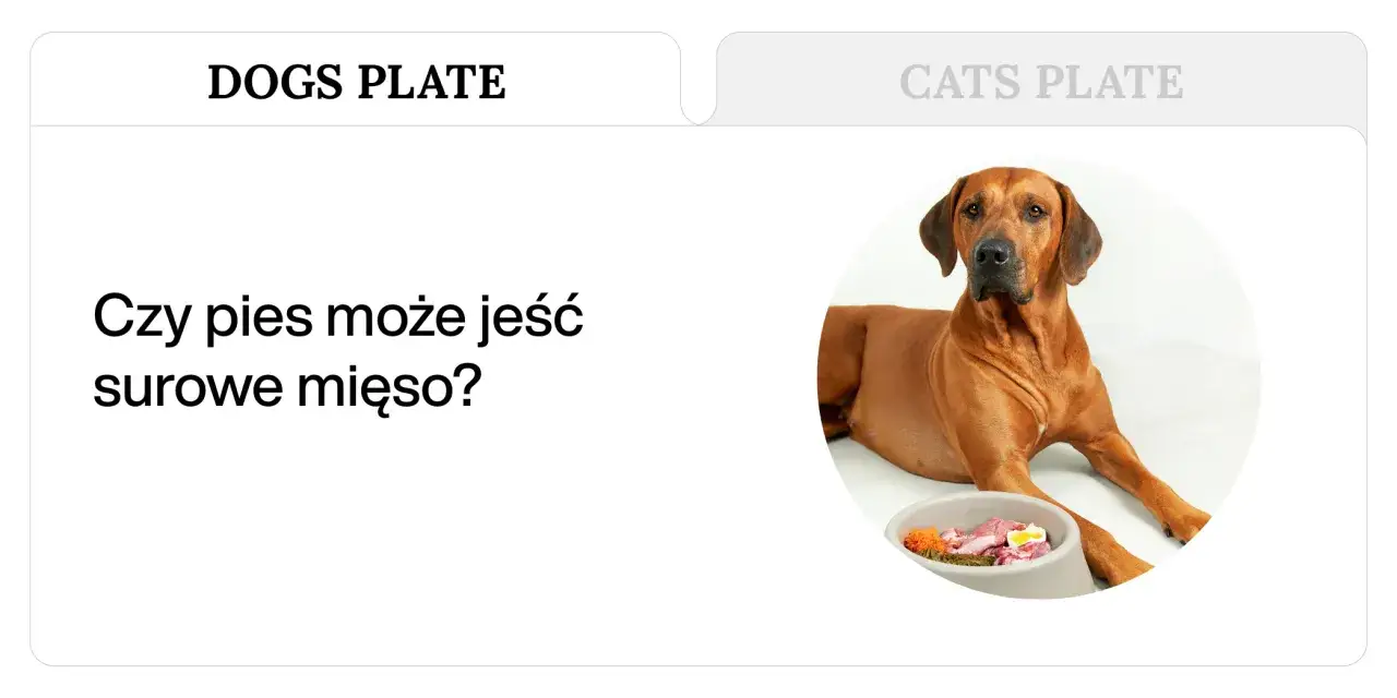 Rhodesian Ridgeback leży obok miski z jedzeniem, zastanawiając się, czy pies może jeść surowe mięso.