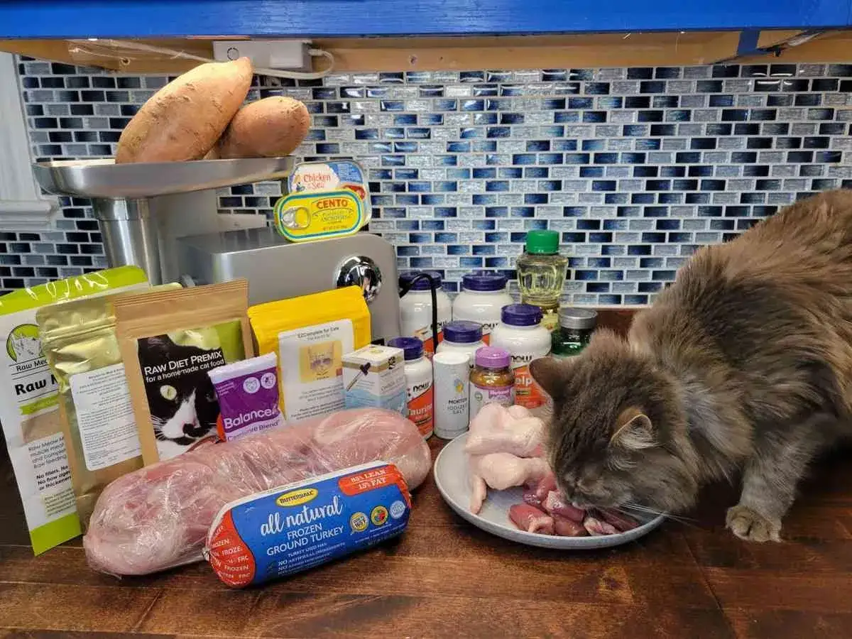 Kot bada składniki do przygotowania posiłku. Widać mięso, suplementy i premiksy, sugerujące dietę BARF dla kota.