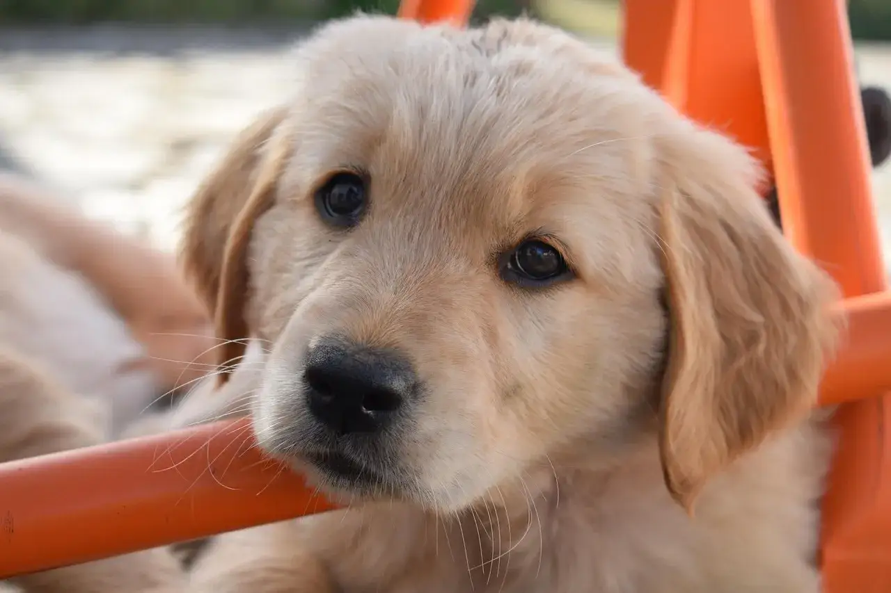 Uroczy szczeniak golden retriever mix z błyszczącymi oczami, oparty o pomarańczową rurkę.