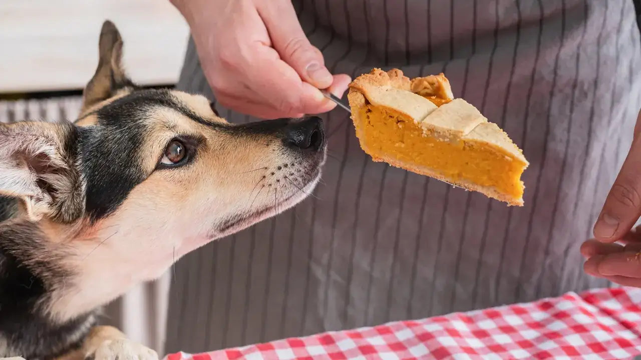 Un perro mira con interés una rebanada de pastel de calabaza que le ofrece una mano. ¡Sí, los perros pueden comer calabaza!