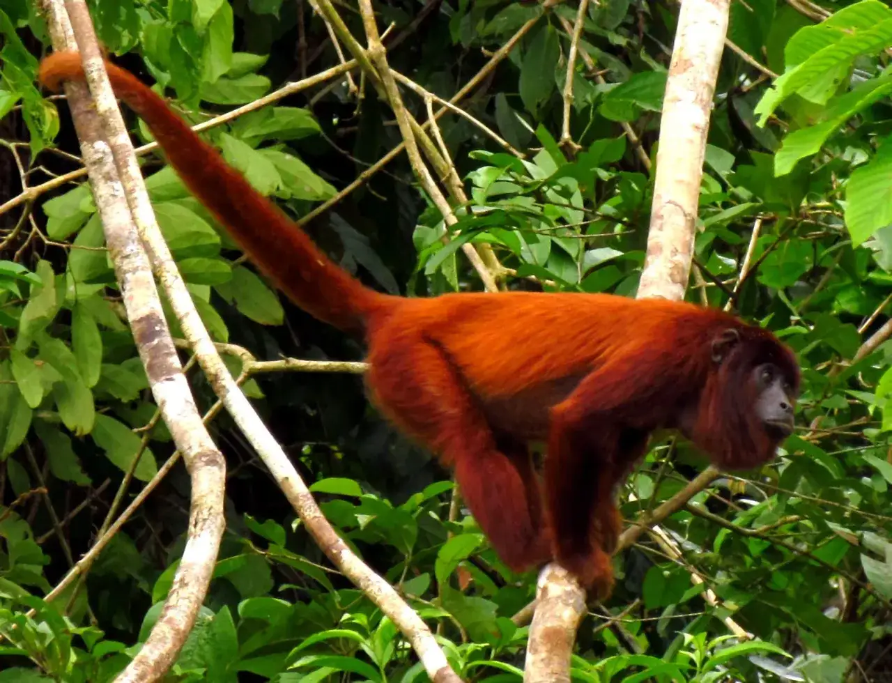 Mono rojo animal de pelaje cobrizo, con larga cola, se aferra a una rama entre la frondosa vegetaci&oacute;n de la selva.