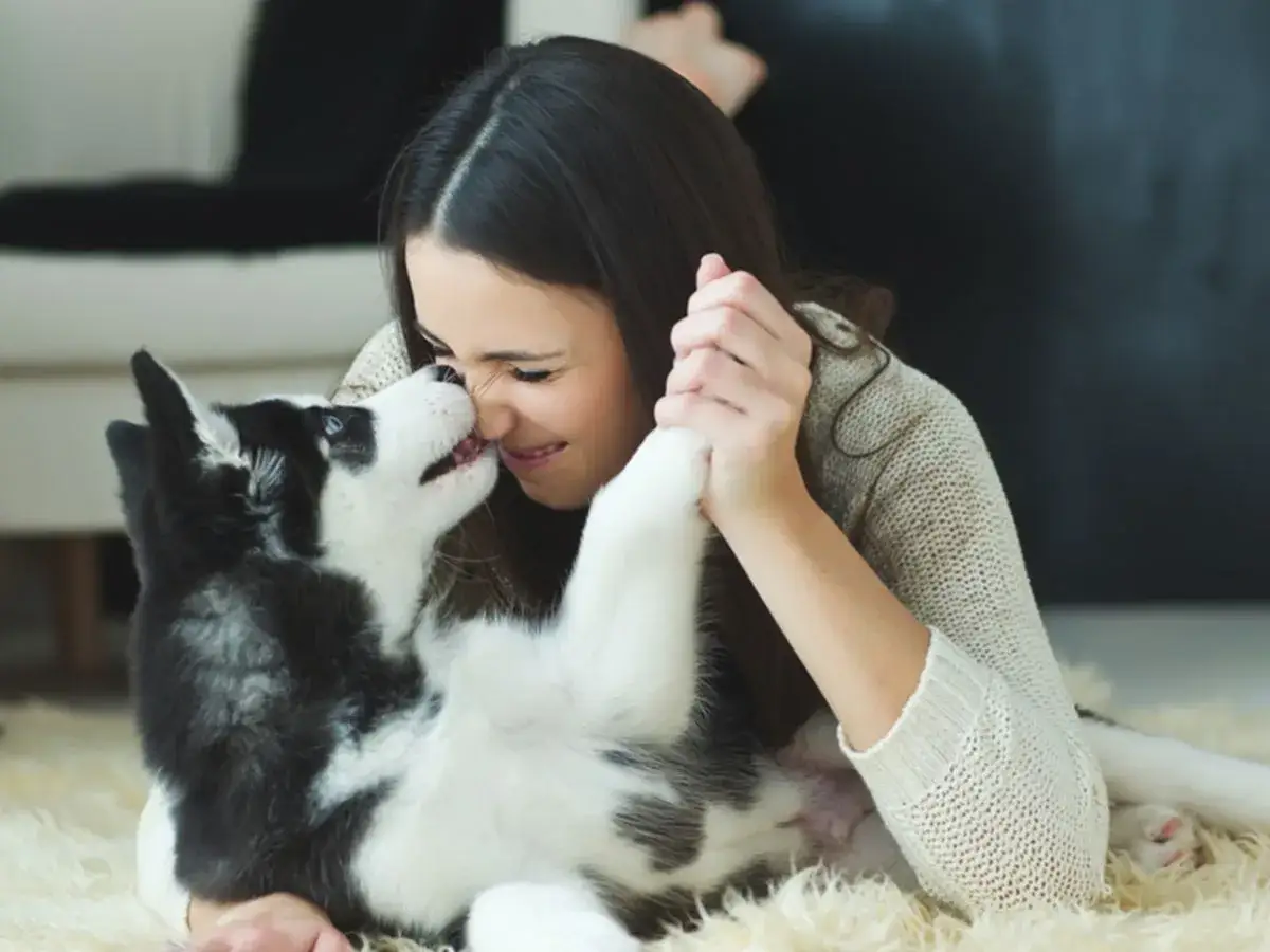 Uśmiechnięta dziewczyna bawi się z uroczym szczeniakiem rasy husky. Idealny przykład, że cytaty o psach m&oacute;wią prawdę o ich miłości.