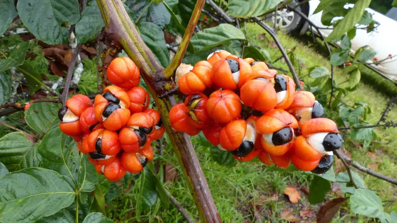 Grappes de fruits de guarana orangés, révélant leurs graines noires. Ces fruits sont connus pour leurs nombreux guarana bienfaits.