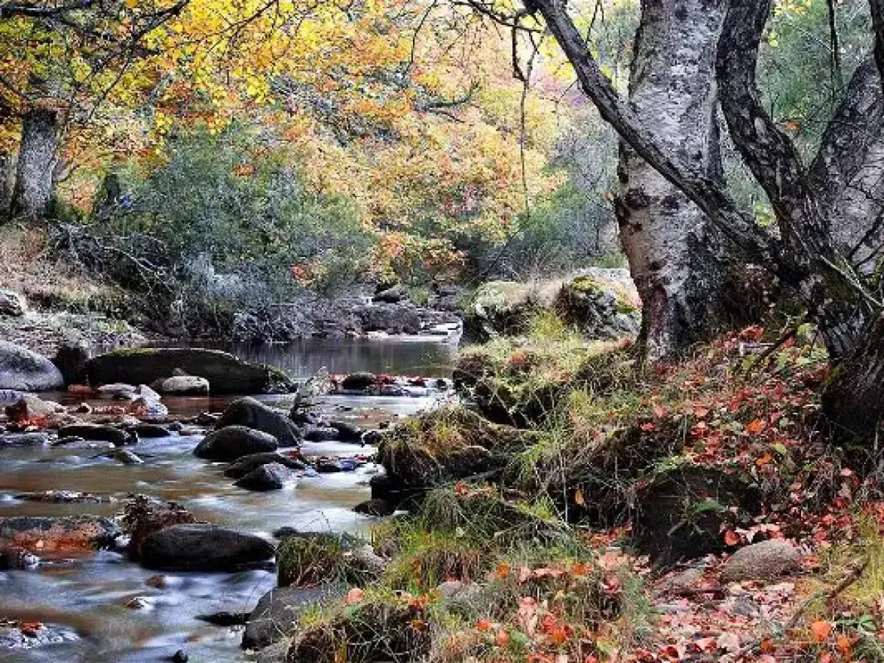 Arroyo oto&ntilde;al entre &aacute;rboles y rocas, un rinc&oacute;n id&iacute;lico de los lugares secretos de la sierra de Madrid.
