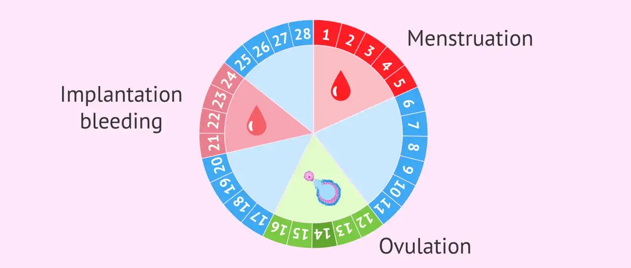 Cykl menstruacyjny: krwawienie, owulacja i plamienie przed okresem.