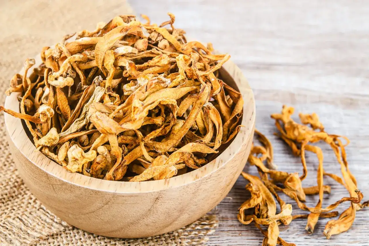 Essiccato cordyceps in ciotola di legno. Informarsi sui cordyceps controindicazioni prima dell'uso.