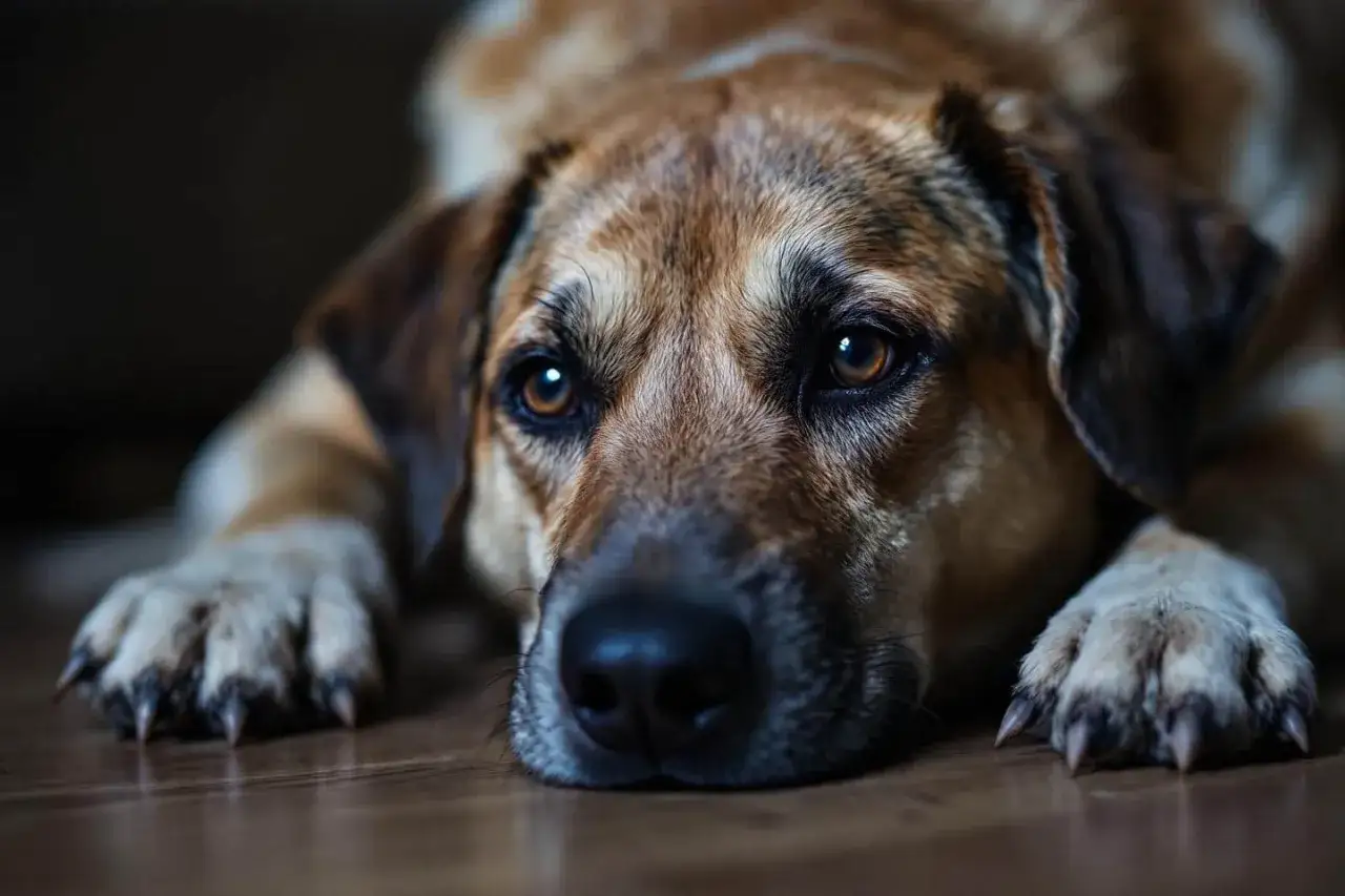 Un chien au regard triste, peut-&ecirc;tre une crise d'angoisse la nuit. Il est couch&eacute; sur le sol, l'air abattu.