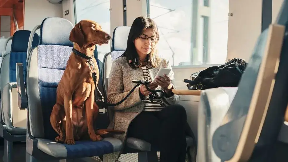 pies przy autokarze flixbus