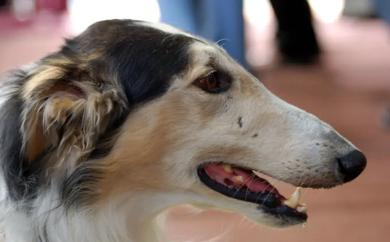 Elegancki blue bay shepherd z czarno-złotą sierścią, z otwartym pyskiem i widocznymi zębami.