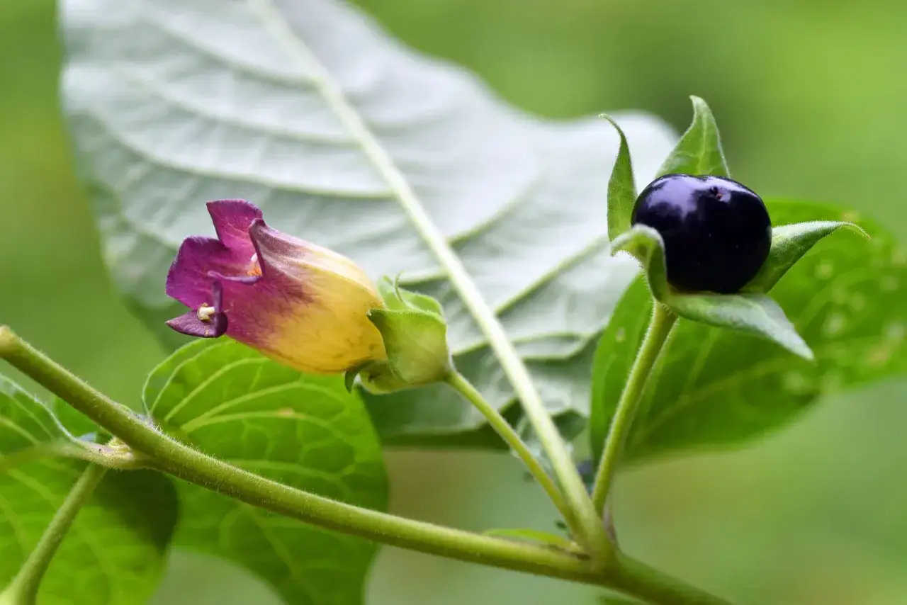 Belladonna: un fiore viola e giallo con bacca nera, un esempio di erbe spontanee tossiche da non toccare.