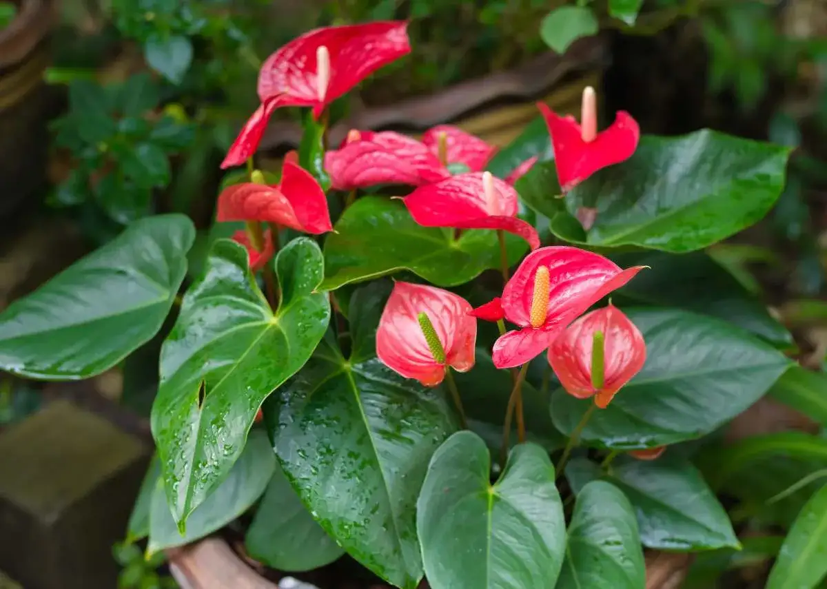 Un bouquet d'anthuriums rouges, aux formes de **langue de feu**, se dresse fièrement parmi de larges feuilles vertes et luisantes.