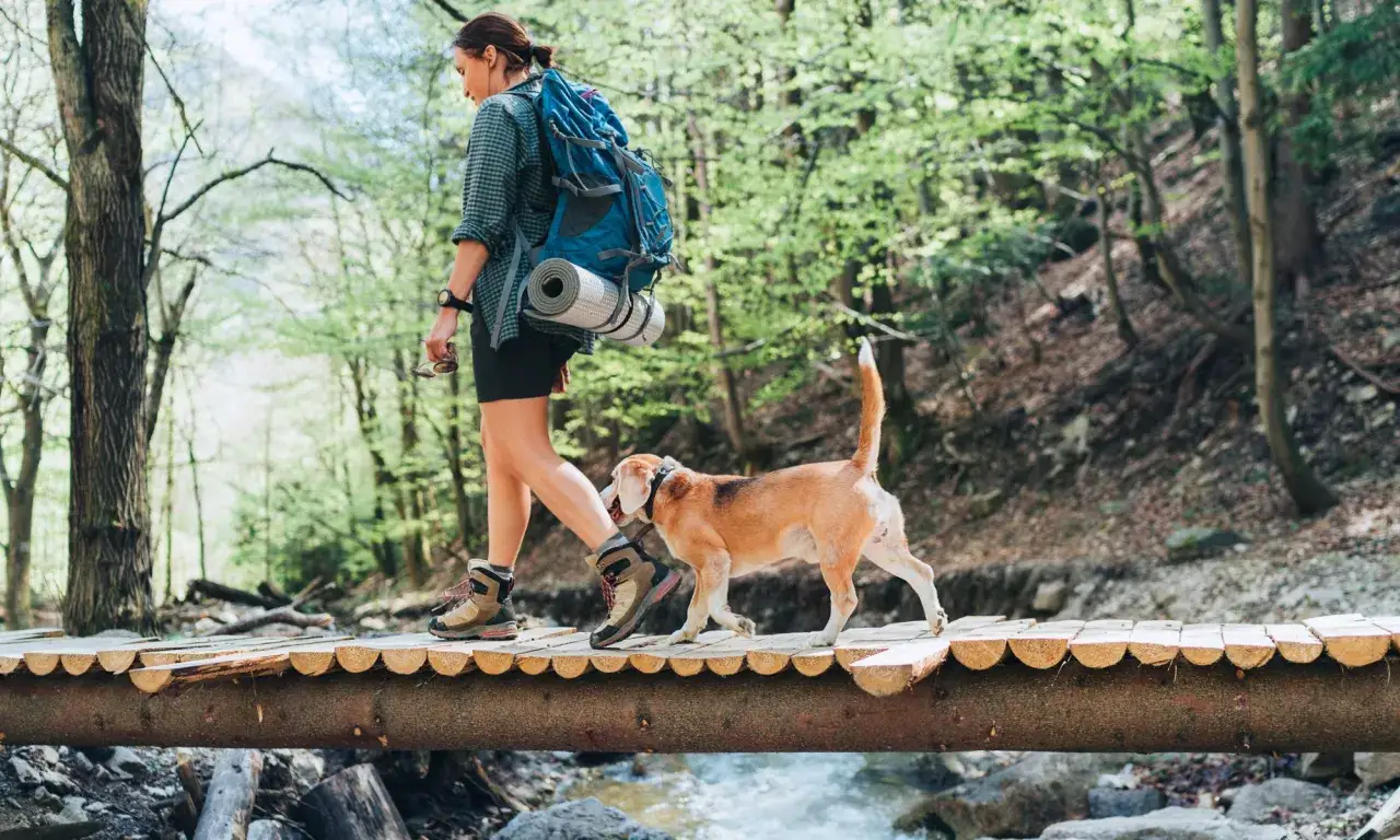 Donna con zaino e cane affronta un ponte di legno durante un'avventura di trekking con il cane in un bosco rigoglioso.
