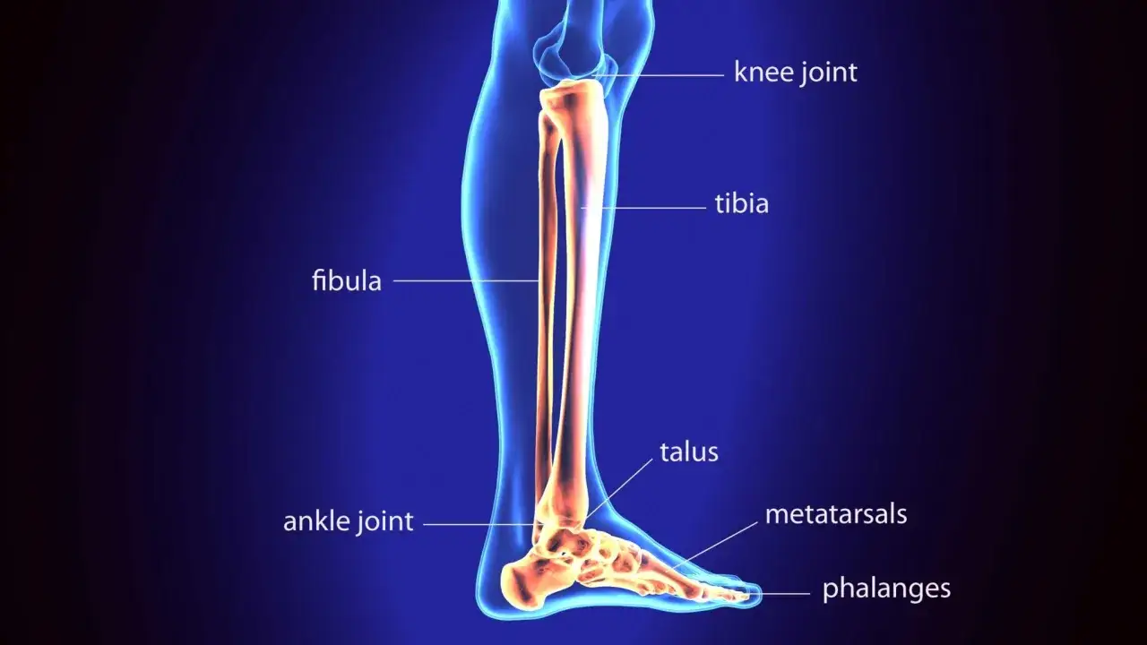 Anatomia ludzkiej nogi: kość strzałkowa, piszczelowa, staw skokowy, kości śródstopia i paliczki.