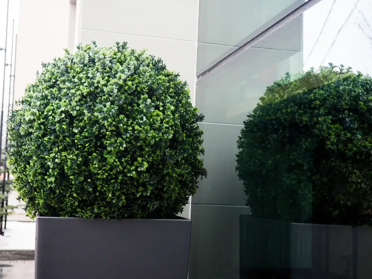 Un buis en pot, taill&eacute; en boule parfaite, se refl&egrave;te dans une vitre. Sa forme ronde et son feuillage dense apportent une touche de verdure.