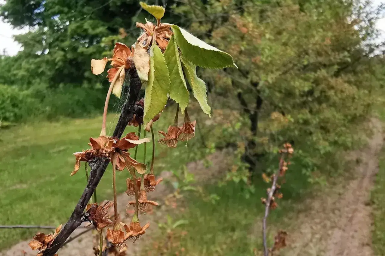 Gałąź wiśni z uschniętymi kwiatami i liśćmi, oznaka choroby wiśni.