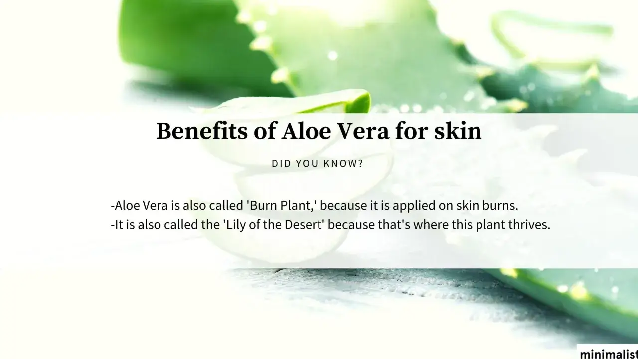 Aloe vera, conocido por sus asombrosas propiedades, se muestra en rodajas. Se le llama