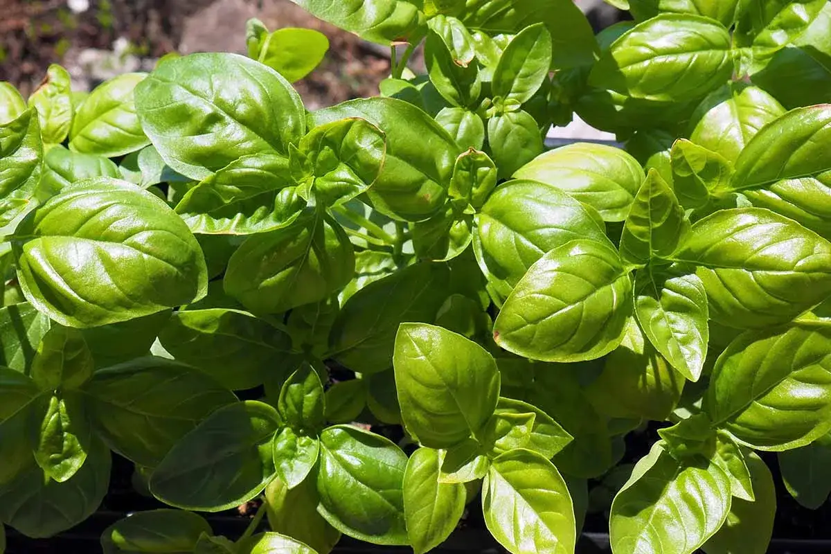 A lush basil plant with vibrant green leaves, ready to add flavor to any dish.