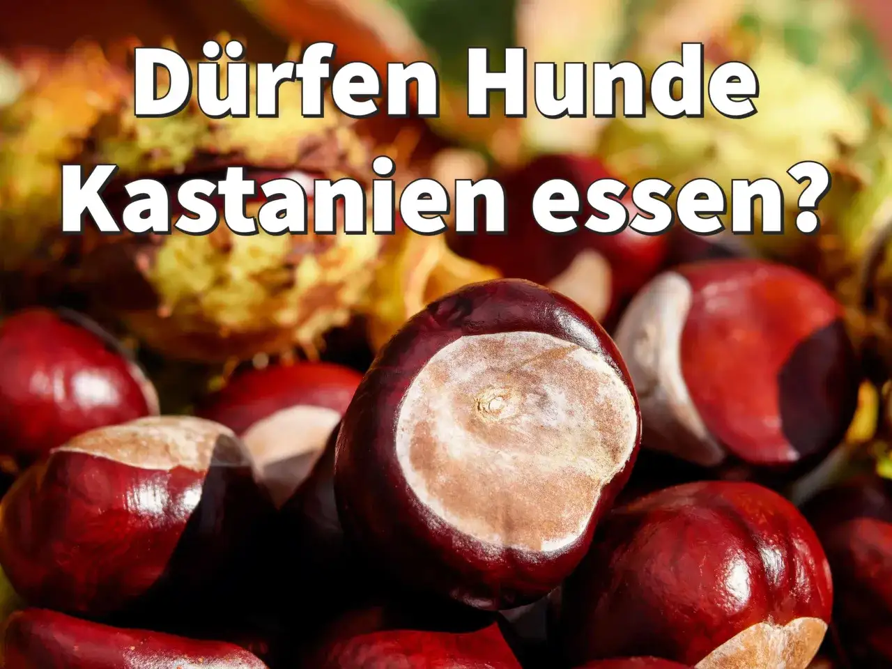Gl&auml;nzende Kastanien, die Frage, ob Hunde sie essen d&uuml;rfen, wird hier gestellt.