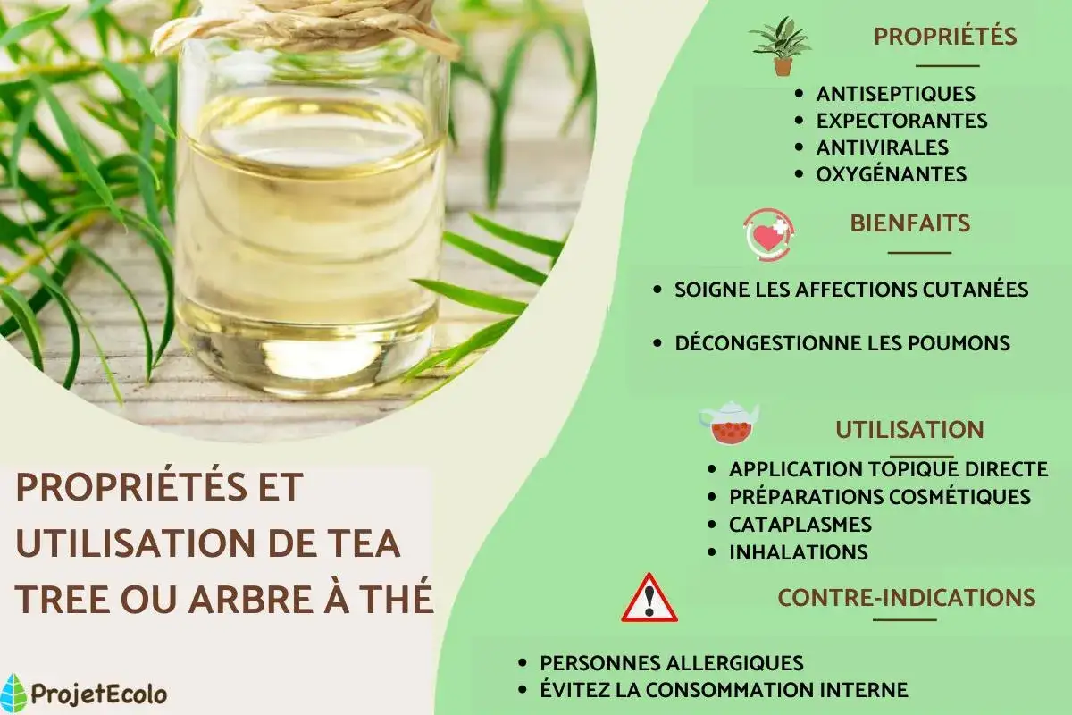Huile essentielle d'arbre &agrave; th&eacute; : ses vertus antiseptiques, expectorantes et antivirales soignent la peau et d&eacute;congestionnent les poumons. Utilisation topique, cosm&eacute;tique, cataplasmes, inhalations.
