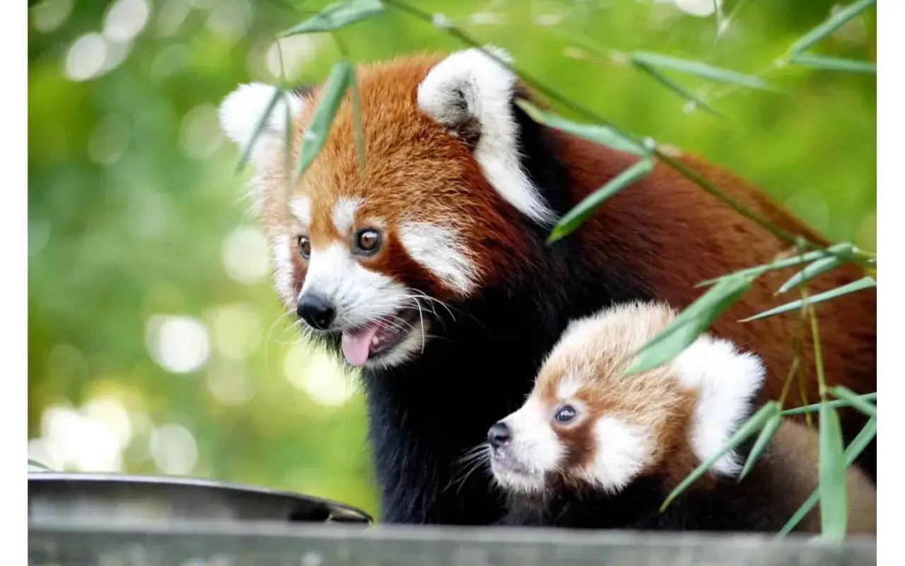 Un avis sur le zoo du Bassin d'Arcachon : deux adorables pandas roux, un adulte et un b&eacute;b&eacute;, se faufilent &agrave; travers les bambous.