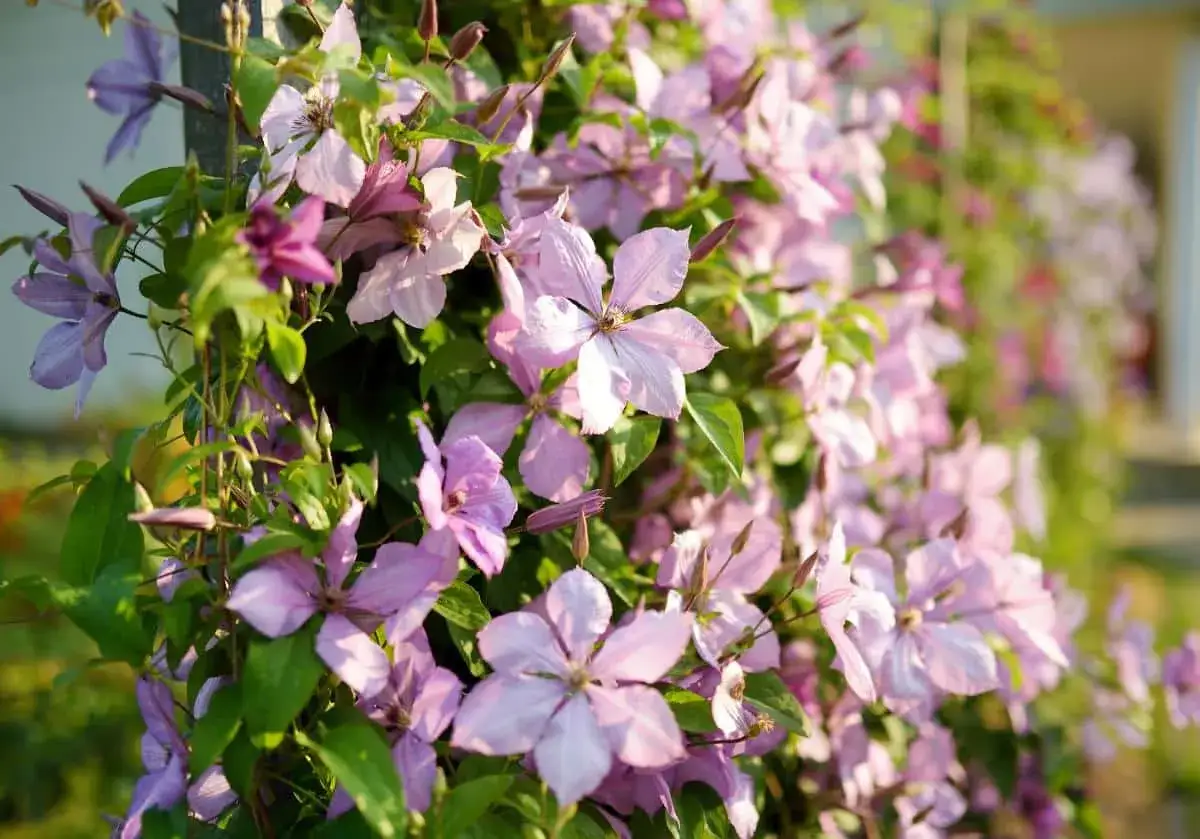 Une profusion de fleurs de pois de senteur roses et violettes grimpent sur un support. Leurs p&eacute;tales d&eacute;licats s'ouvrent &agrave; la lumi&egrave;re du soleil.