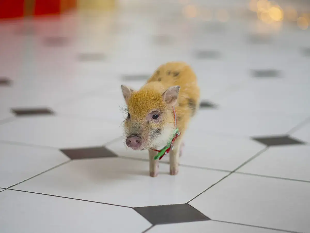 Un adorabile maialino da compagnia, con un collare festivo, esplora un pavimento a scacchi.