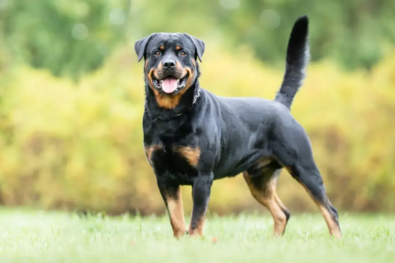 Ein freundlicher Rottweiler, einer von den grossen Hunden, steht im Gras.