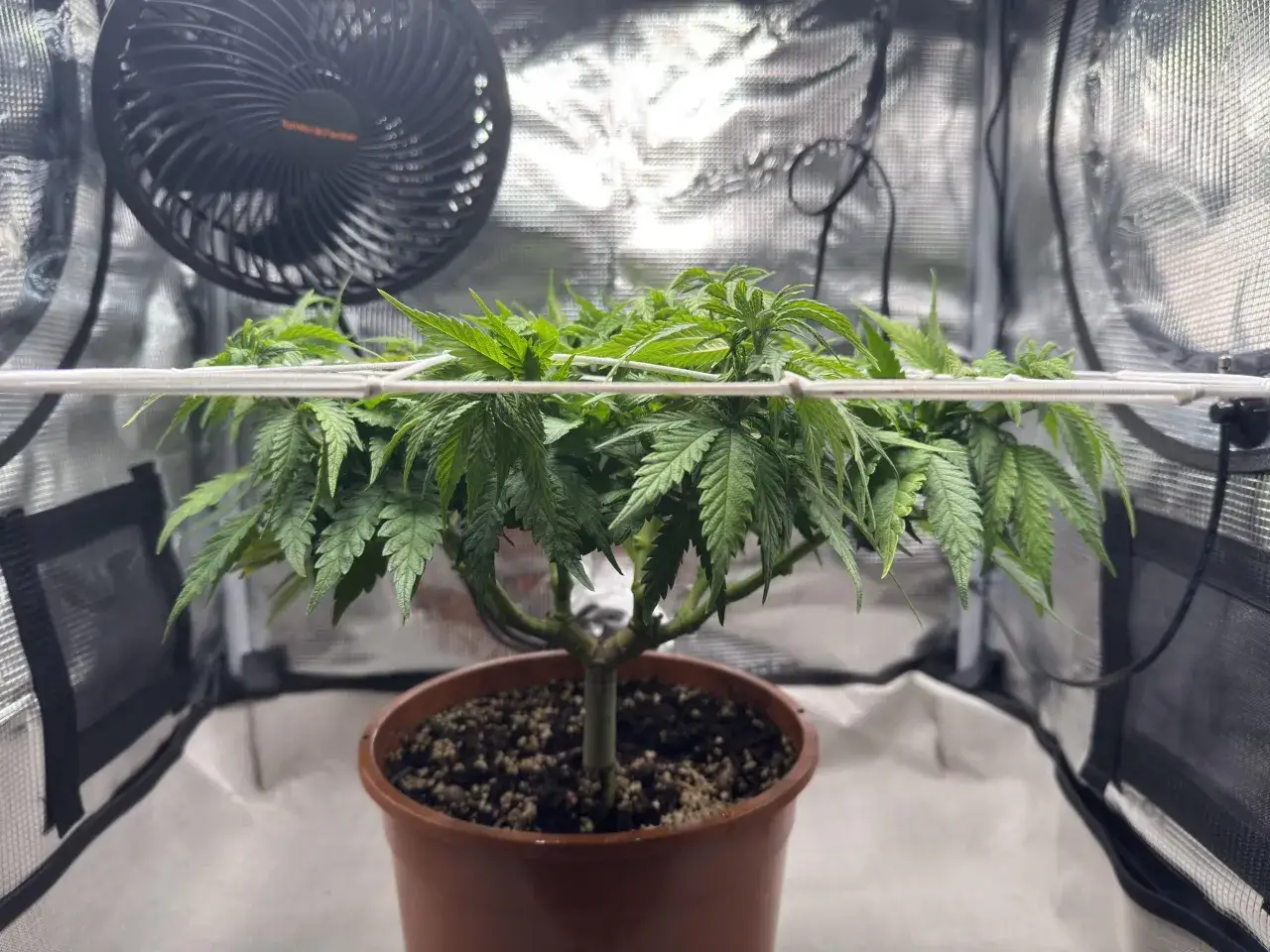 Pianta di cannabis in vaso, con rete SCROG per la gestione della crescita. Ventola in alto a sinistra.