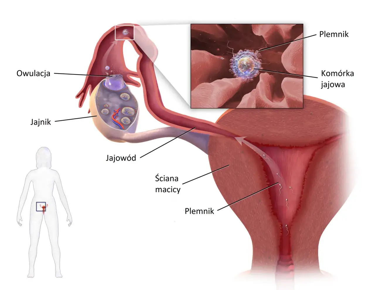 anatomia kobiecego układu rozrodczego jajniki jajowody