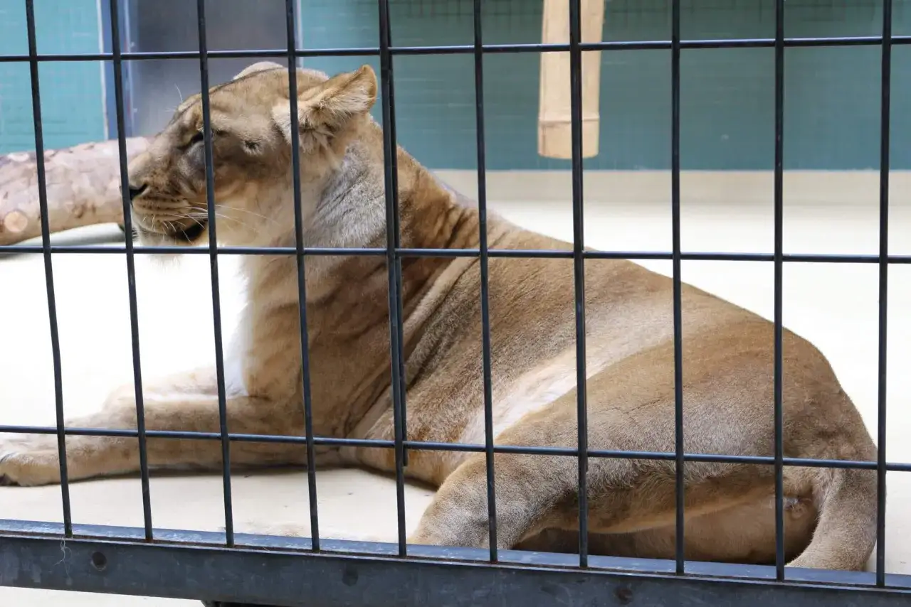 L&ouml;win hinter Gittern. Ein Blick, der zum Nachdenken &uuml;ber den Unterschied zwischen Zoo und Tierpark anregt.