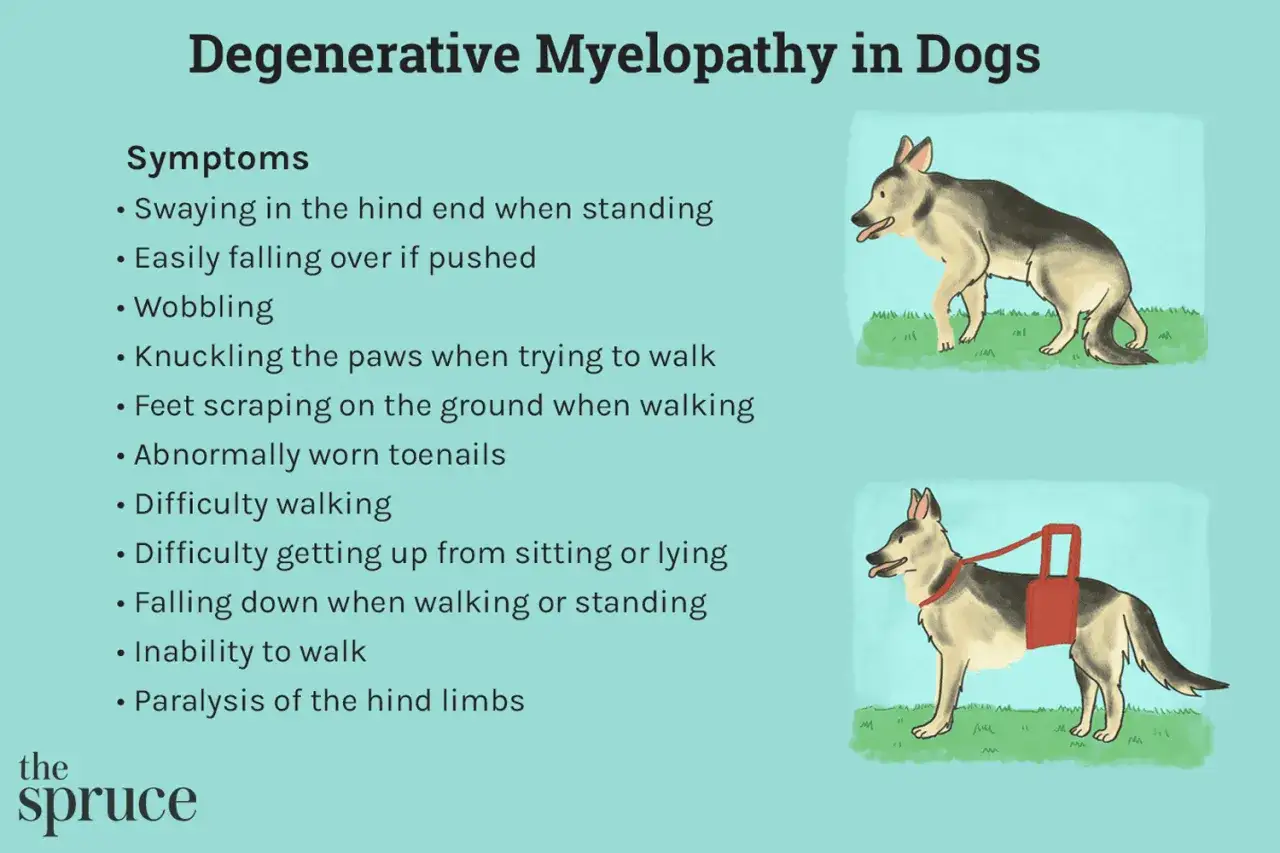 Mon chien a du mal à marcher, ses pattes arrière vacillent. L'image montre les symptômes de la myélopathie dégénérative canine.