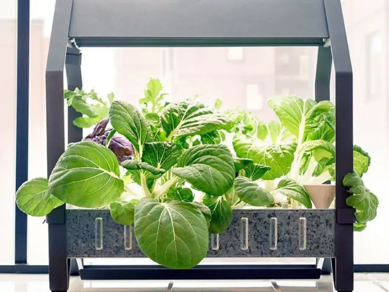 Zielone warzywa liściaste rosnące w nowoczesnym systemie hydroponika pod lampami LED.