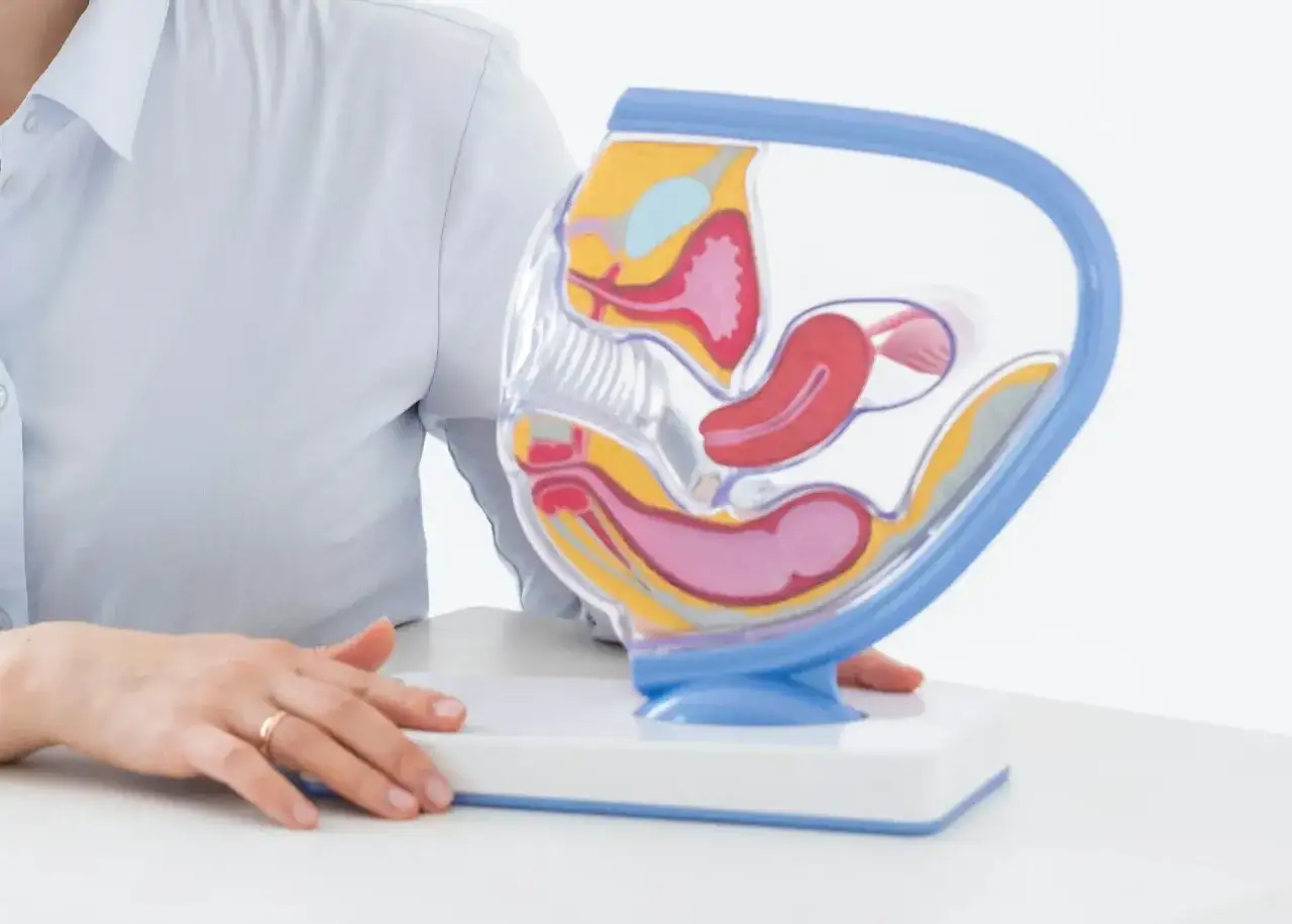 Model narządu rodnego kobiety, ilustrujący budowę macicy i jajników, pomocny przy omawianiu procedury biopsji endometrium.