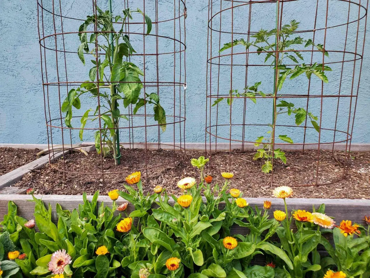 Deux jeunes plants de tomates dans des tuteurs métalliques, avec des soucis en premier plan. Idéal pour apprendre comment fabriquer toit pour tomates.