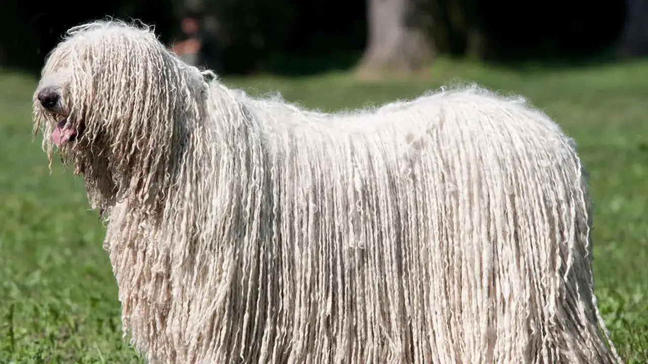 Ein Komondor Hund mit seinem charakteristischen weißen, zotteligen Fell steht auf einer grünen Wiese.