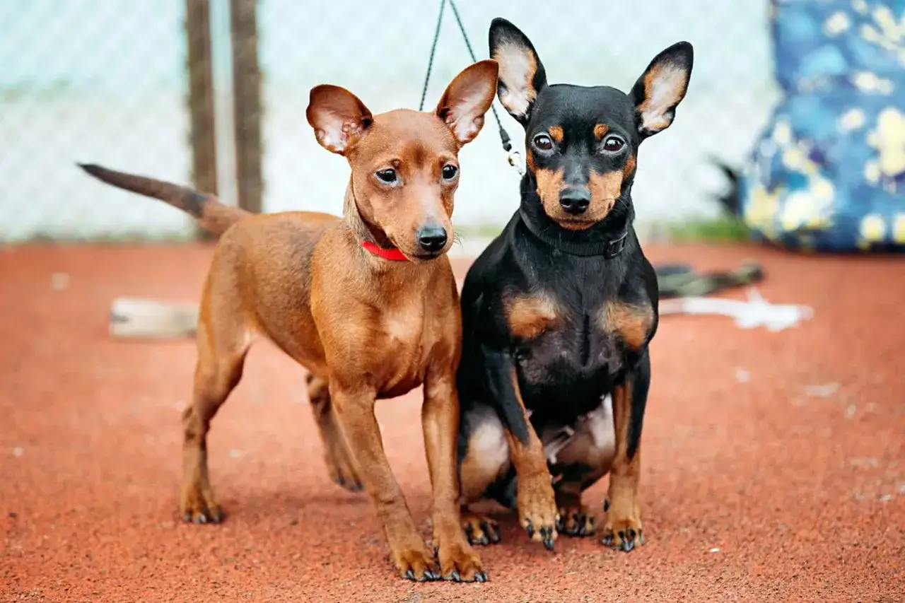 Dos perros miniatura, uno marrón y otro negro, muestran los distintos tipos de pinscher miniatura.