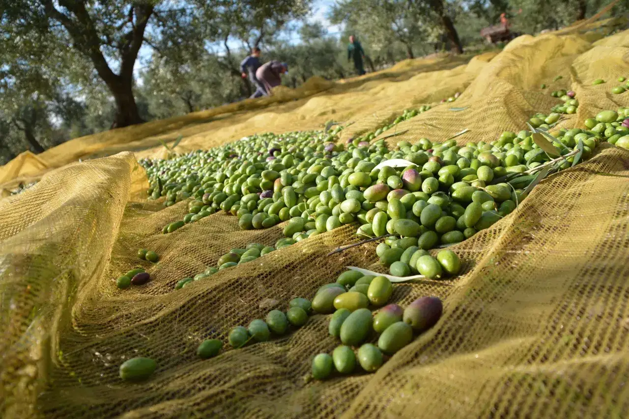 Raccolta olive in corso: un telo giallo raccoglie le olive appena cadute dagli alberi, con contadini sullo sfondo.