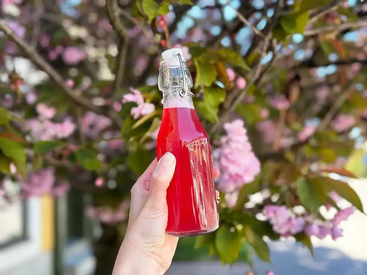 En hand håller en flaska med rosa rabarber sockerlag framför en blommande körsbärsträd.