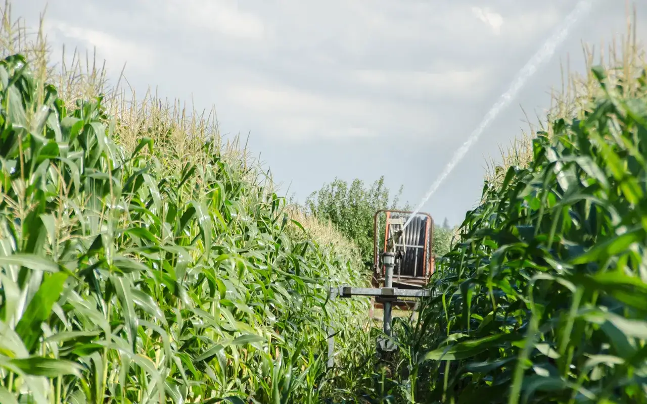 Un champ de maïs verdoyant en plein été, arrosé par une machine. L'eau tombe en pluie fine sur les tiges, favorisant la croissance.