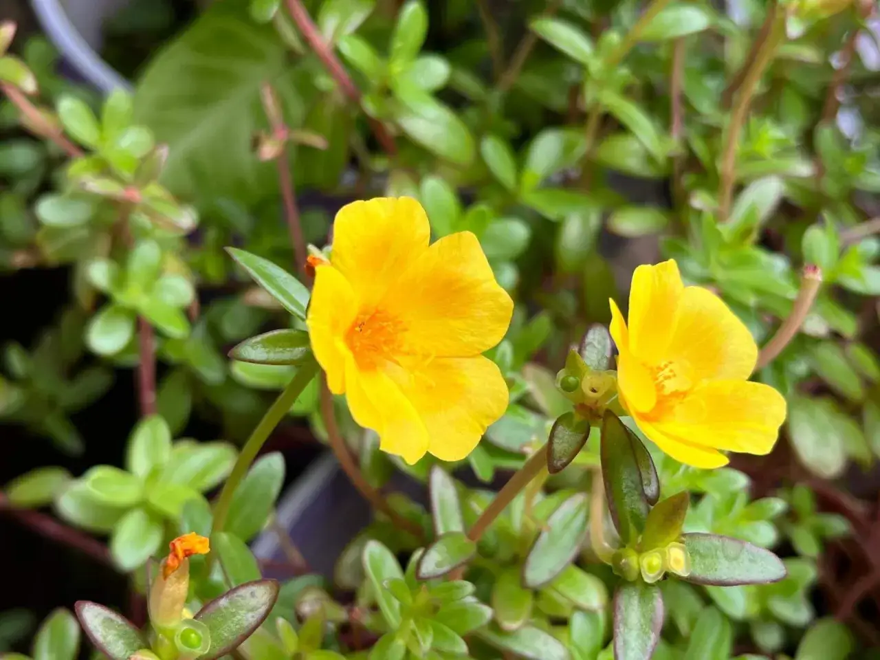 Zwei leuchtend gelbe Blüten des Portulaks, auch bekannt als Sommerblume, entfalten sich inmitten saftig grüner Blätter.