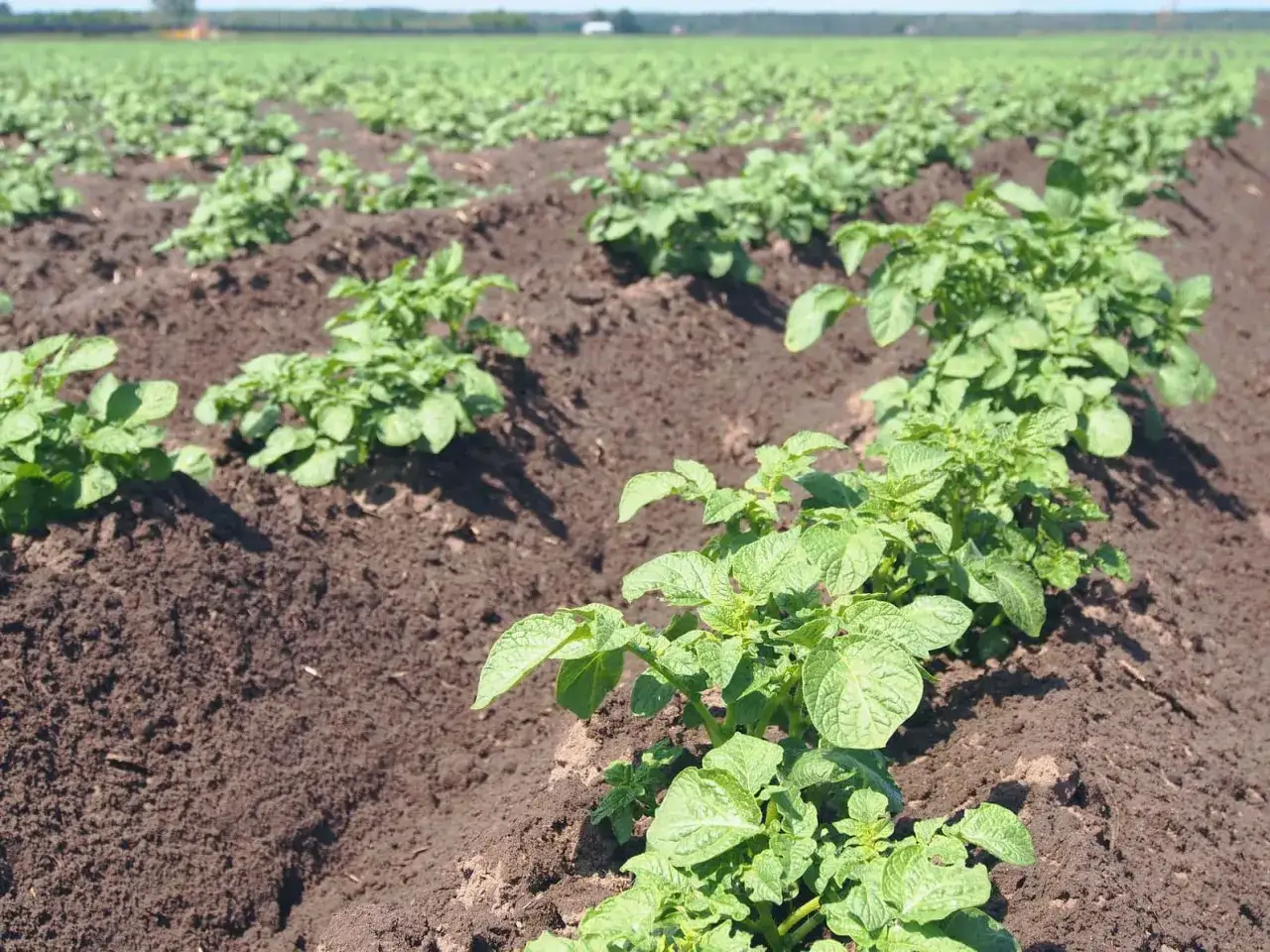 Rzędy młodych ziemniaków na polu. W oddali widać kolejne uprawy, a na horyzoncie drzewa i niebo. To piękny widok, jakby sam **bandur** rozrastał się na tej żyznej ziemi.