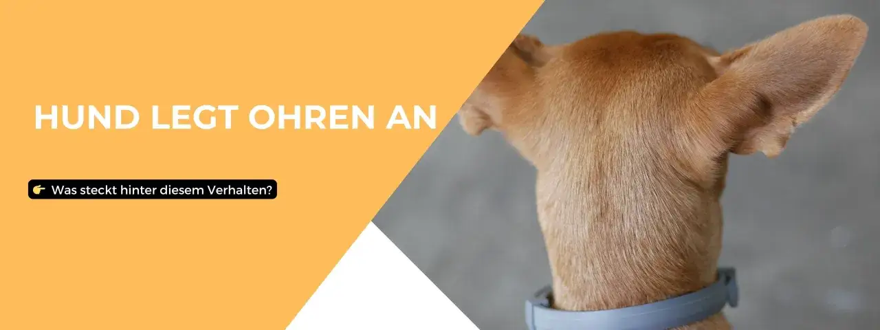 Ein Hund legt die Ohren an und wedelt. Was steckt hinter diesem Verhalten?