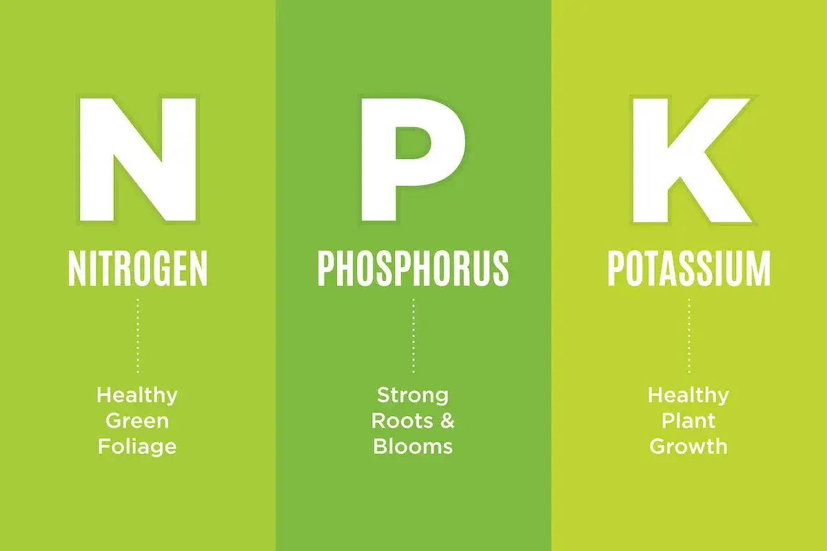 Comprendre le NPK (azote, phosphore, potassium) est essentiel pour savoir comment fertiliser une plante et assurer sa croissance saine.
