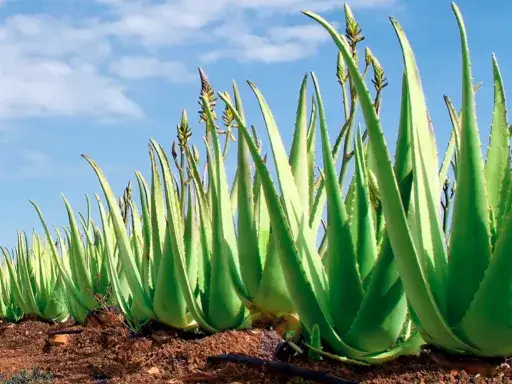 roślina aloes vera i produkty